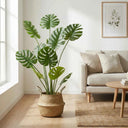Pack Monstera 160 cm + Cesto Mimbre 32 cm