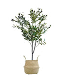 Pack Olivo 120 cm + Cesto Mimbre 27 cm