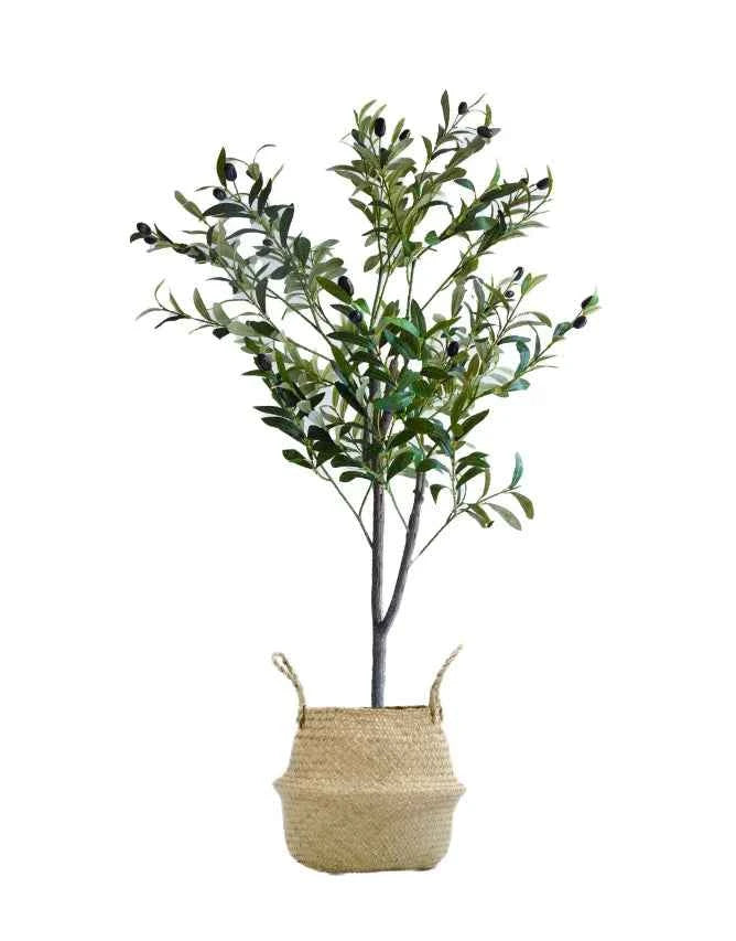 Pack Olivo 120 cm + Cesto Mimbre 27 cm