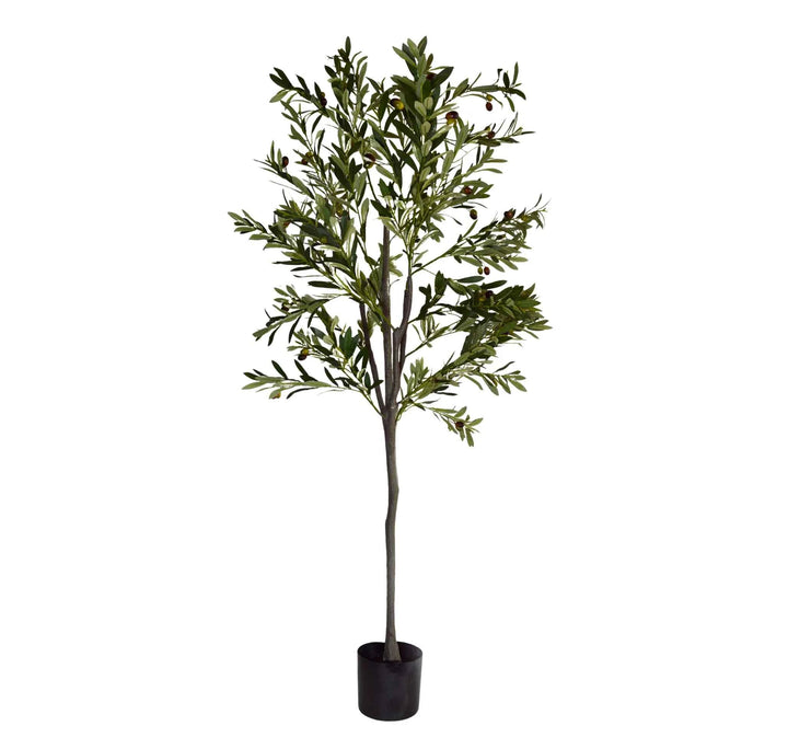 Pack Olivo 150 cm + Cesto Mimbre 32 cm