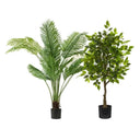 Pack Palmera Areca 160 cm + Ficus 150 cm