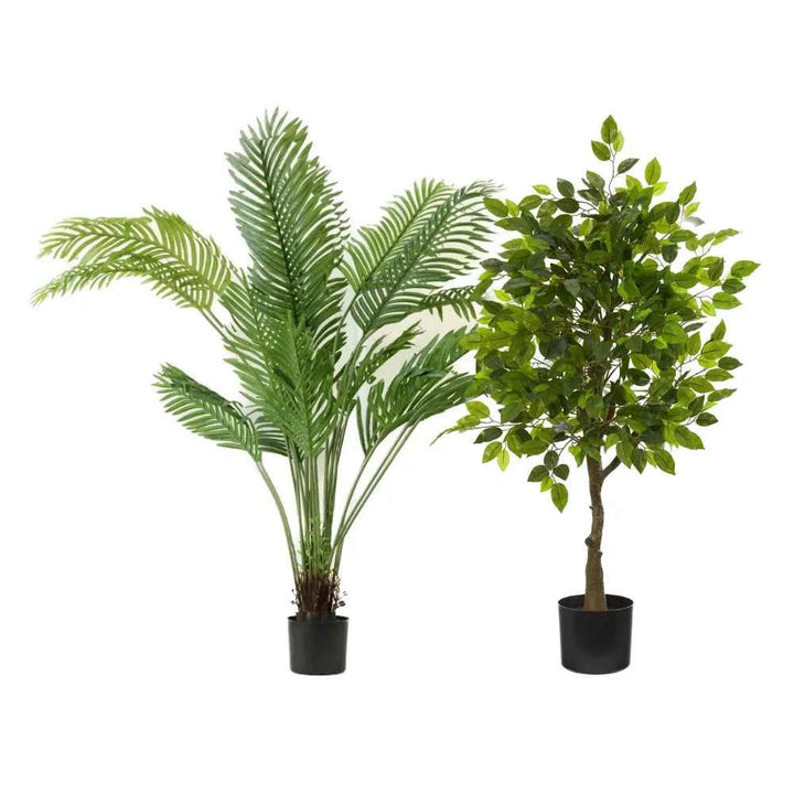 Pack Palmera Areca 160 cm + Ficus 150 cm