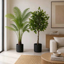 Pack Palmera Areca 160 cm + Ficus 150 cm