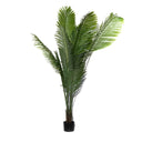 Pack Palmera Areca 160 cm + Ficus 150 cm