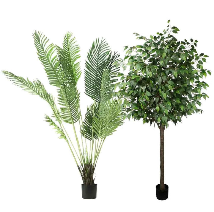 Pack Palmera Areca 180 cm + Ficus 180 cm