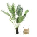Pack Palmera Areca 180 cm + Cesto Mimbre 32 cm