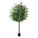 Pack Palmera Areca 180 cm + Ficus 180 cm