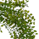 Planta Colgante HOJAS