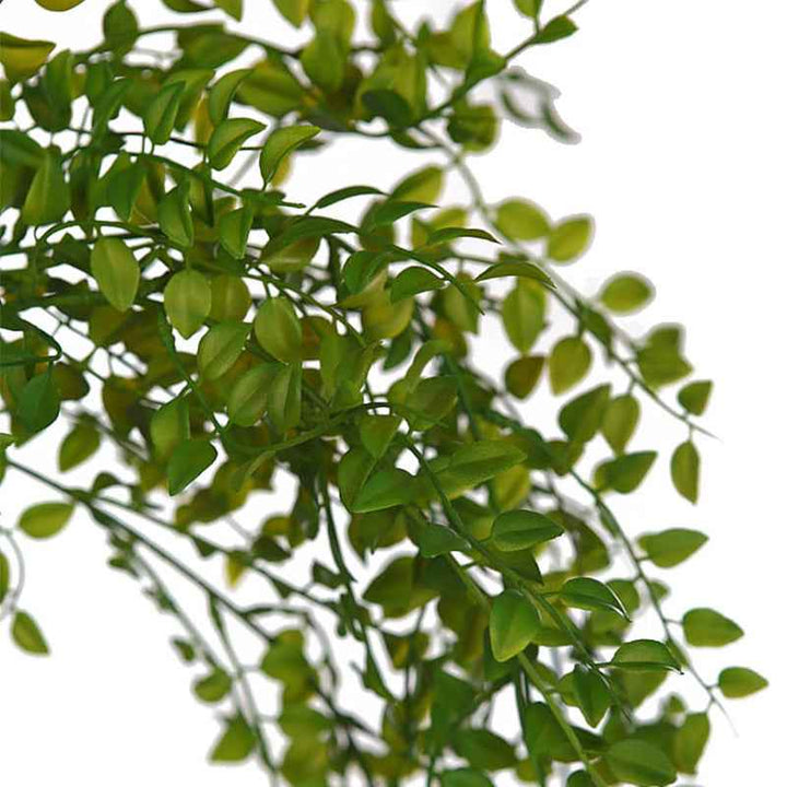 Planta Colgante HOJAS