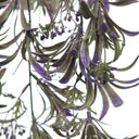 Planta Colgante TREPADORA
