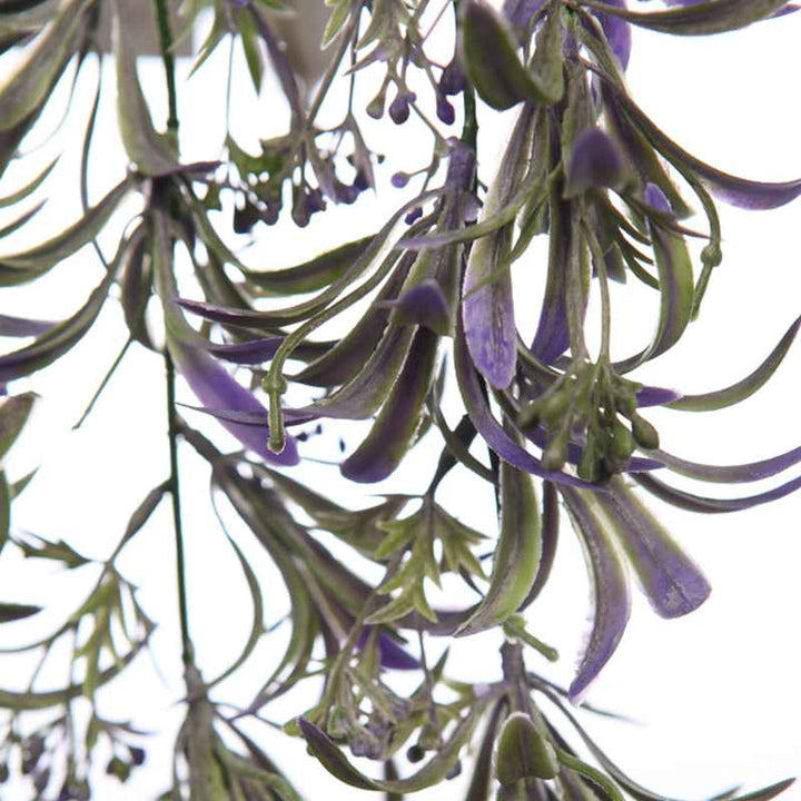 Planta Colgante TREPADORA