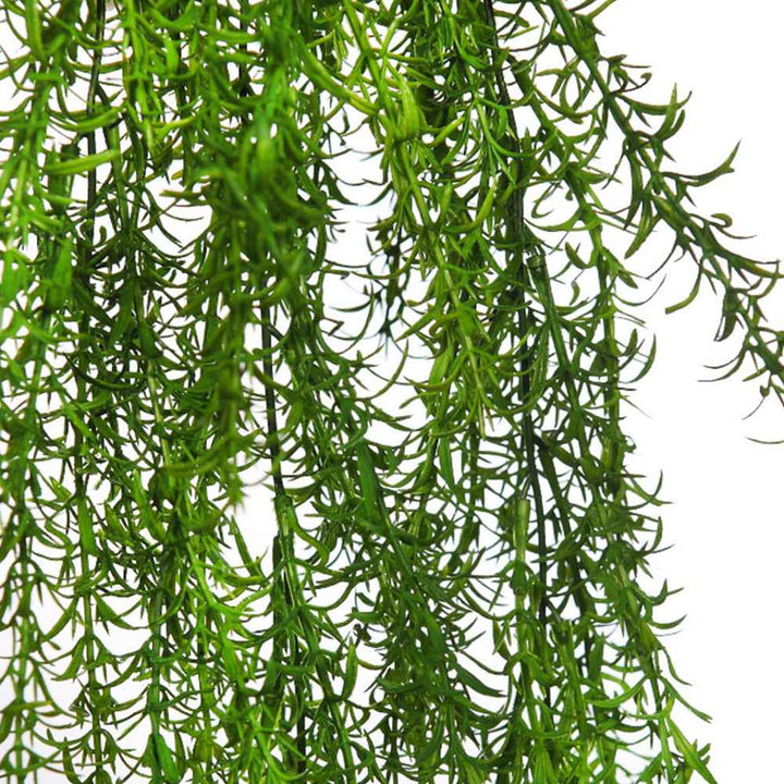 Planta Colgante ESPARRAGUERA