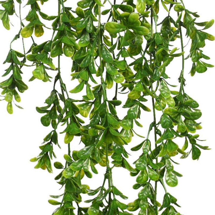 Planta Colgante EUCALIPTO