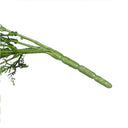 Planta Colgante BAMBU