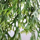Planta colgante Cuerno De Arce