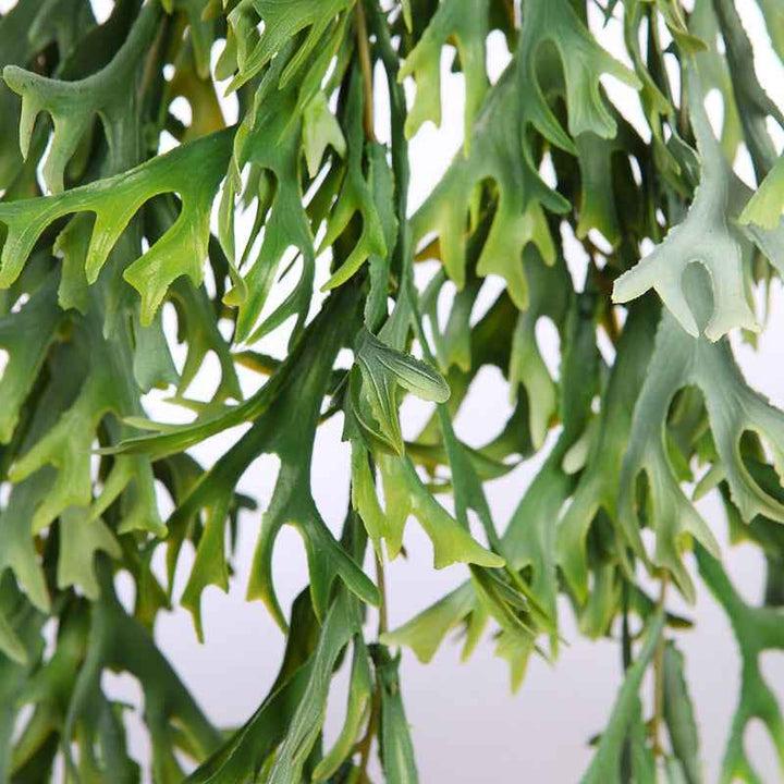 Planta colgante Cuerno De Arce