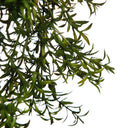 Planta Colgante ENREDADERA Trepadora