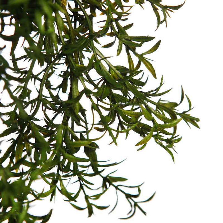 Planta Colgante ENREDADERA Trepadora