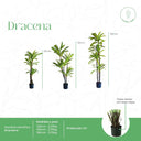 Planta Artificial Dracena 180cm