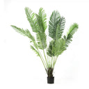 Pack Palmera Areca 180 cm + Ficus 180 cm