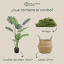 Pack Monstera 120cm+ Cesto Maceta 27cm + Musgo
