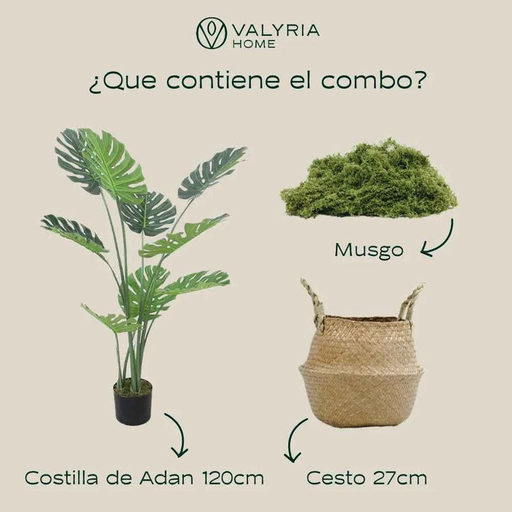 Pack Monstera 120cm+ Cesto Maceta 27cm + Musgo