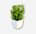 Small Eucalyptus Plant
