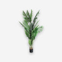 KENTIA PLANT