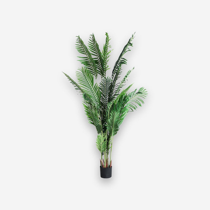 KENTIA PLANT