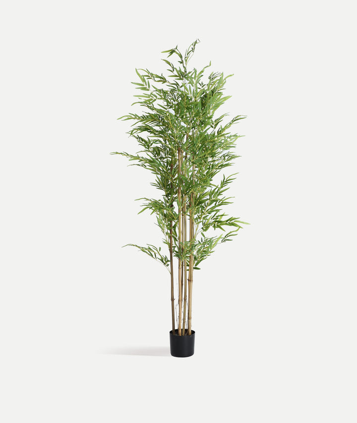 Plante de bambou, harmonie et naturel sans entretien