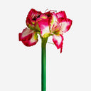 Flor artificial de plástico y poliéster (pack de 12)