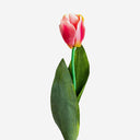 Flor artificial de plástico y poliéster (pack de 24) – Rosa