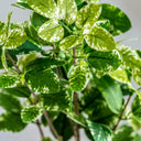 Planta artificial de plástico y poliéster en color verde 10 x 88 cm (pack de 24) – detalle