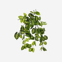 Planta Colgante SINGONIO
