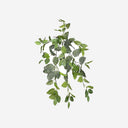 Hanging Plant FITONIA