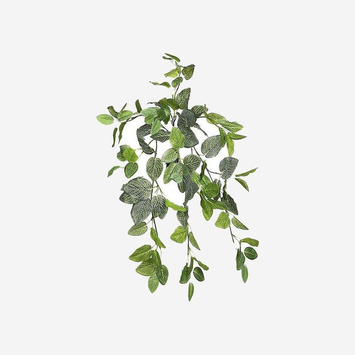 Hanging Plant FITONIA