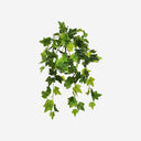 Planta Colgante HIEDRA