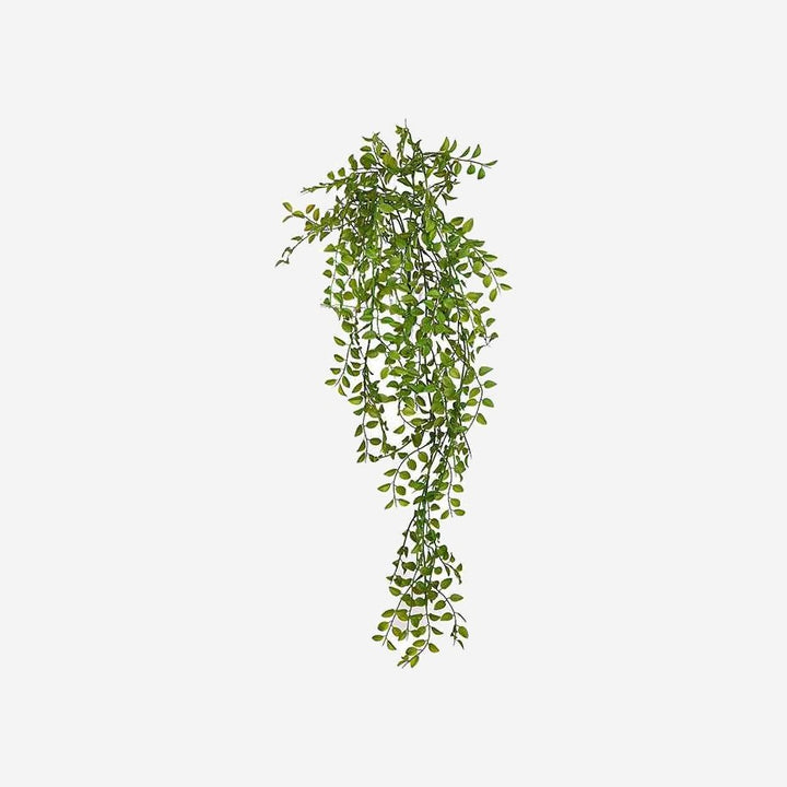 Hanging Plant LEAVES