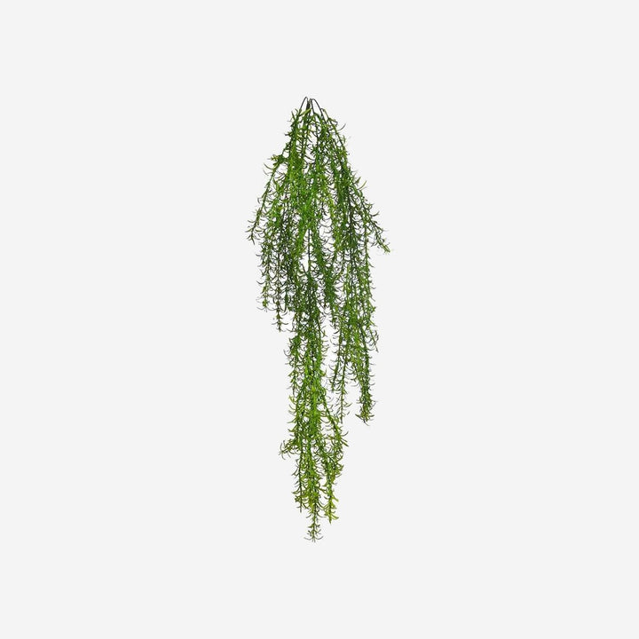 Asparagus Fern Hanging Plant