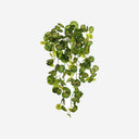Hanging Geranium Plant
