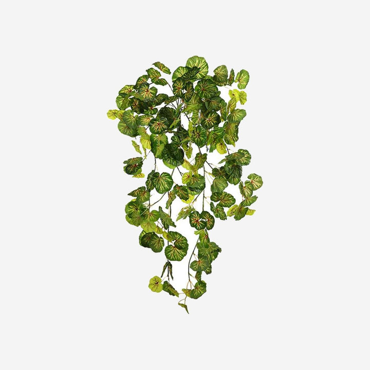 Hanging Geranium Plant