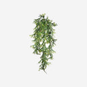Planta colgante Cuerno De Arce