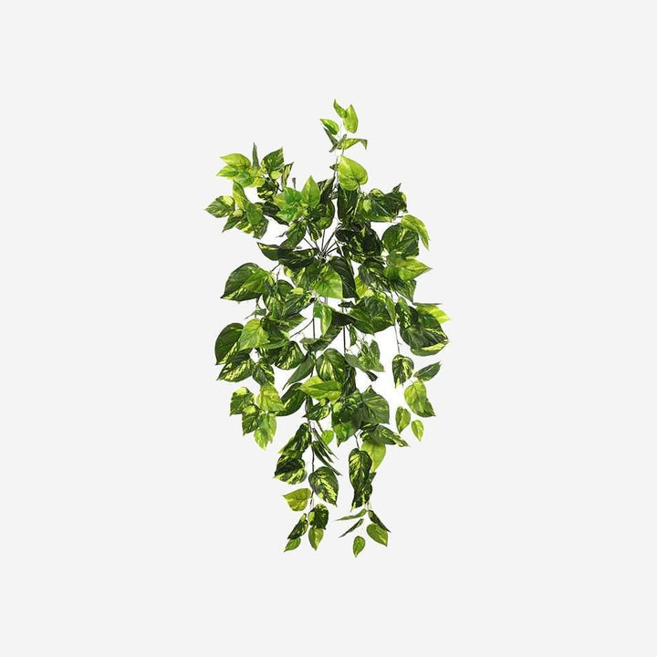 POTHOS Hanging Plant