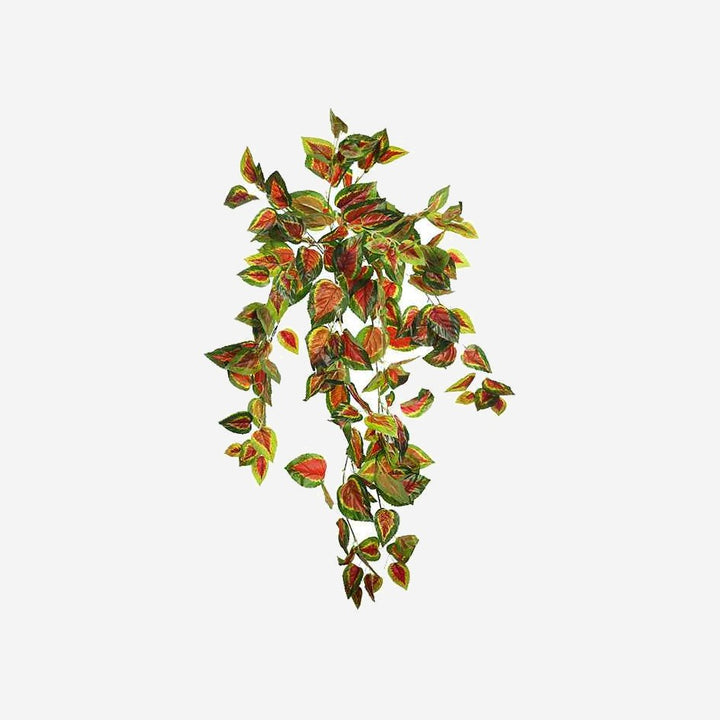 Hanging COLEUS Plant