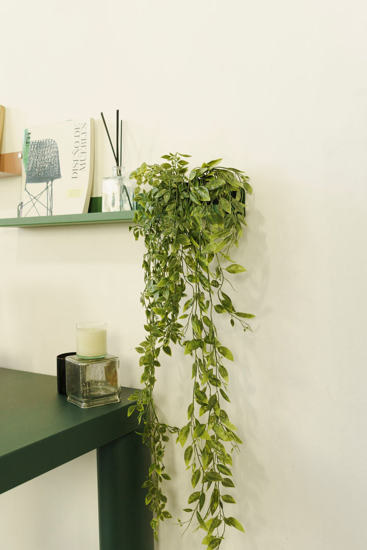 Lapachillo hanging plant