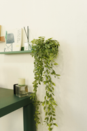 Lapachillo hanging plant