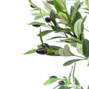 Pack Olivo 120 cm + Cesto Mimbre 27 cm
