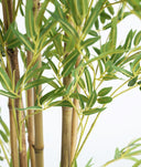 PLANTA DE BAMBÚ frescura natural y serenidad visual