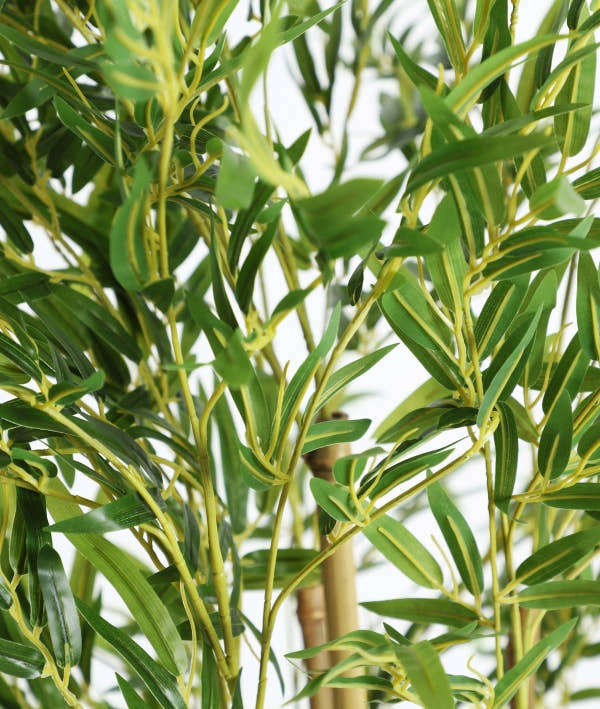 PLANTA DE BAMBÚ frescura natural y serenidad visual