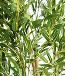 PLANTA DE BAMBÚ frescura natural y serenidad visual